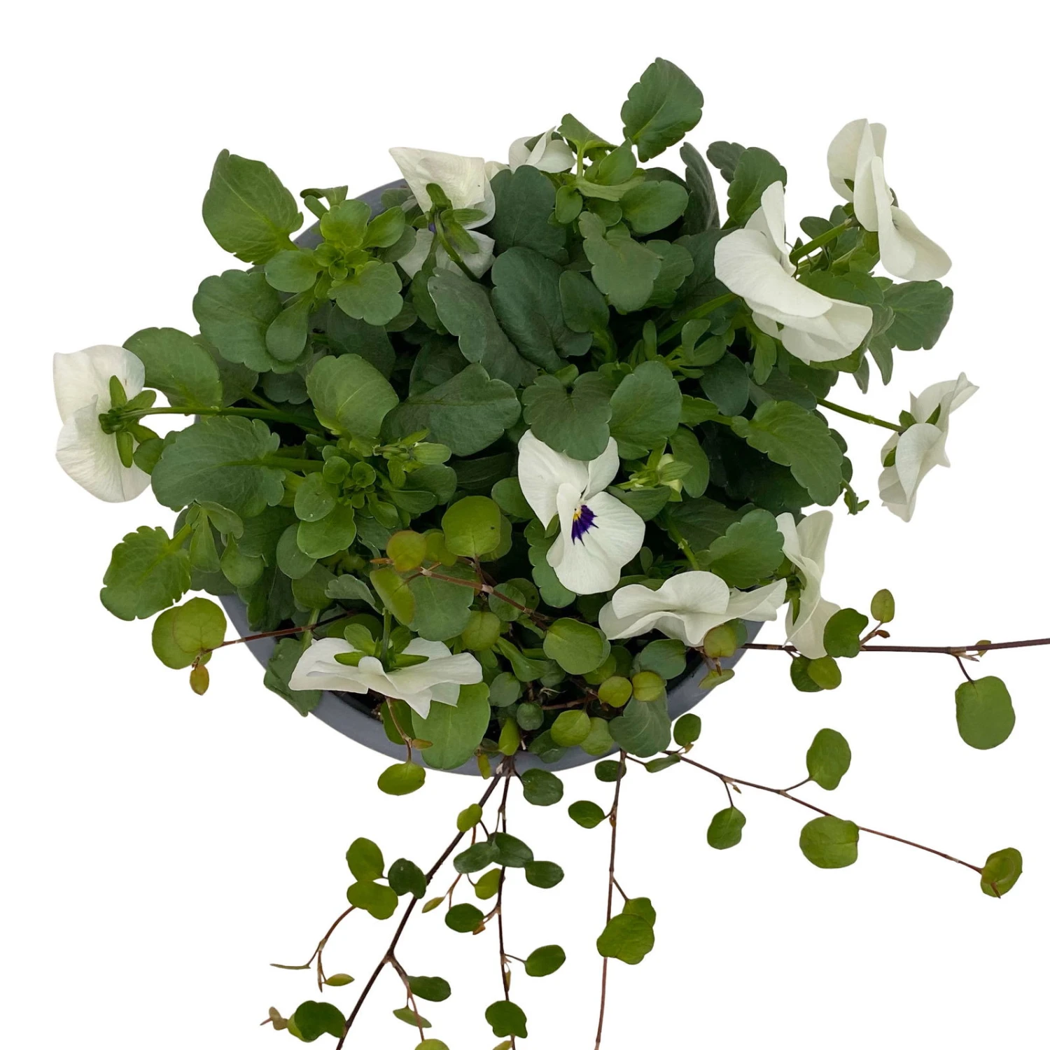 Hornveilchen Mit Mühlenbeckia, Farbe Zufällig, Topf-Ø 13 Cm, 6er-Set 13 Hornveilchen Mit Mühlenbeckia, Farbe Zufällig, Topf-Ø 13 Cm, 6er-Set – Bild 11