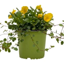 Hornveilchen Mit Mühlenbeckia, Farbe Zufällig, Topf-Ø 13 Cm, 6er-Set 24 Hornveilchen Mit Mühlenbeckia, Farbe Zufällig, Topf-Ø 13 Cm, 6er-Set -Madison Verkäufe 0620110114 Viola cornuta Muehlenbeckia gelb 6er Set 2 107968