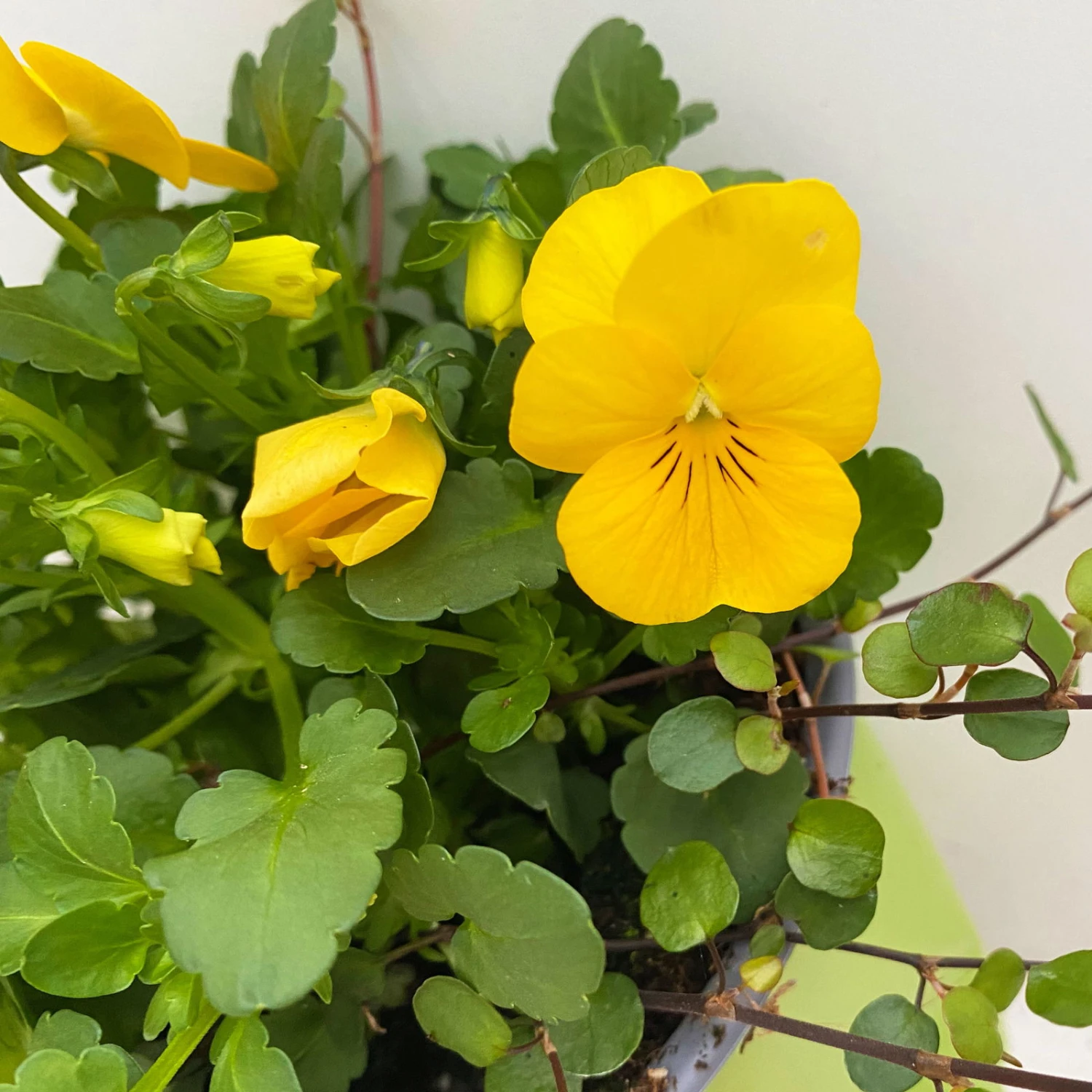 Hornveilchen Mit Mühlenbeckia, Farbe Zufällig, Topf-Ø 13 Cm, 6er-Set 9 Hornveilchen Mit Mühlenbeckia, Farbe Zufällig, Topf-Ø 13 Cm, 6er-Set – Bild 7