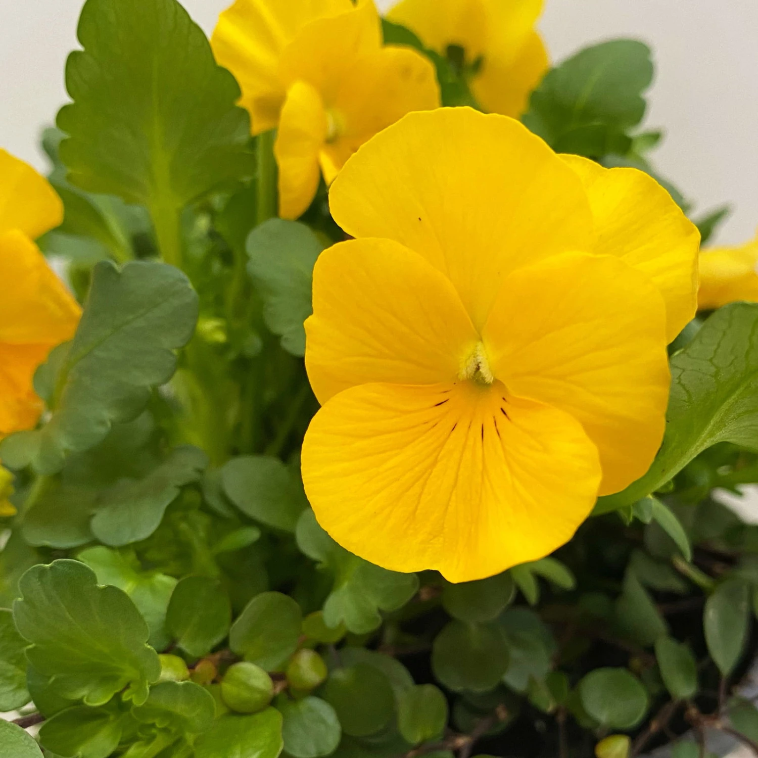 Hornveilchen Mit Mühlenbeckia, Farbe Zufällig, Topf-Ø 13 Cm, 6er-Set 7 Hornveilchen Mit Mühlenbeckia, Farbe Zufällig, Topf-Ø 13 Cm, 6er-Set – Bild 5