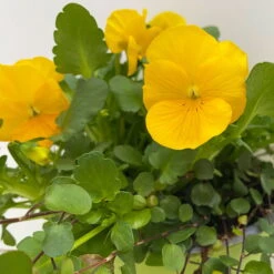 Hornveilchen Mit Mühlenbeckia, Farbe Zufällig, Topf-Ø 13 Cm, 6er-Set 21 Hornveilchen Mit Mühlenbeckia, Farbe Zufällig, Topf-Ø 13 Cm, 6er-Set -Madison Verkäufe 0620110114 Viola cornuta Muehlenbeckia gelb 6er Set 6 107889