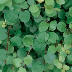 Hornveilchen Mit Mühlenbeckia, Farbe Zufällig, Topf-Ø 13 Cm, 6er-Set 18 Hornveilchen Mit Mühlenbeckia, Farbe Zufällig, Topf-Ø 13 Cm, 6er-Set -Madison Verkäufe 0620110115 Viola cornuta Muehlenbeckia T13 zweifarbig 6er Set n Verfuegbarkeit WS 1 102729