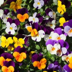 Hornveilchen Mit Mühlenbeckia, Farbe Zufällig, Topf-Ø 13 Cm, 6er-Set 19 Hornveilchen Mit Mühlenbeckia, Farbe Zufällig, Topf-Ø 13 Cm, 6er-Set -Madison Verkäufe 0620110115 Viola cornuta Muehlenbeckia T13 zweifarbig 6er Set n Verfuegbarkeit WS 2 102730