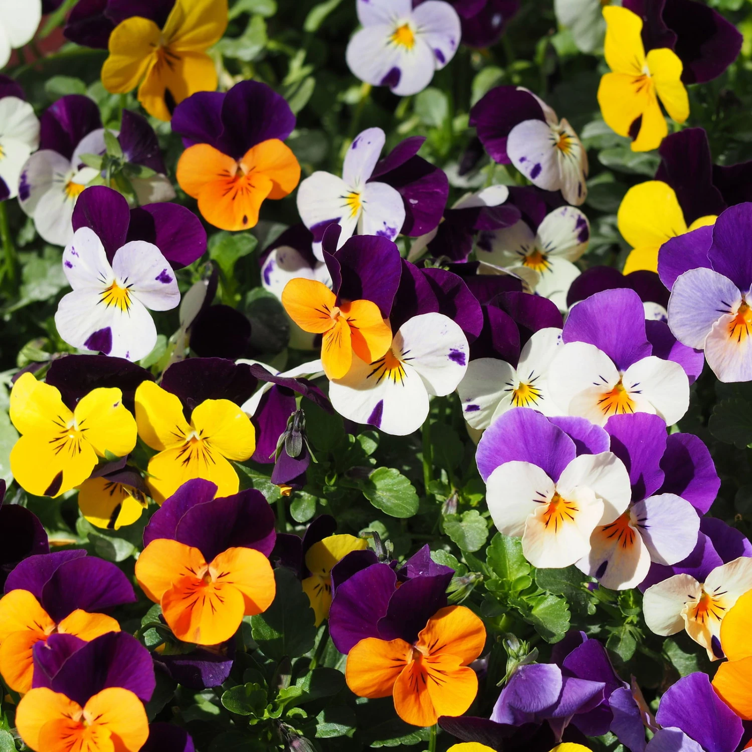 Hornveilchen Mit Mühlenbeckia, Farbe Zufällig, Topf-Ø 13 Cm, 6er-Set 6 Hornveilchen Mit Mühlenbeckia, Farbe Zufällig, Topf-Ø 13 Cm, 6er-Set – Bild 4