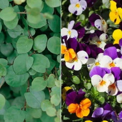 Hornveilchen Mit Mühlenbeckia, Farbe Zufällig, Topf-Ø 13 Cm, 6er-Set 17 Hornveilchen Mit Mühlenbeckia, Farbe Zufällig, Topf-Ø 13 Cm, 6er-Set -Madison Verkäufe 0620110115 Viola cornuta Muehlenbeckia T13 zweifarbig 6er Set n Verfuegbarkeit WS 102728