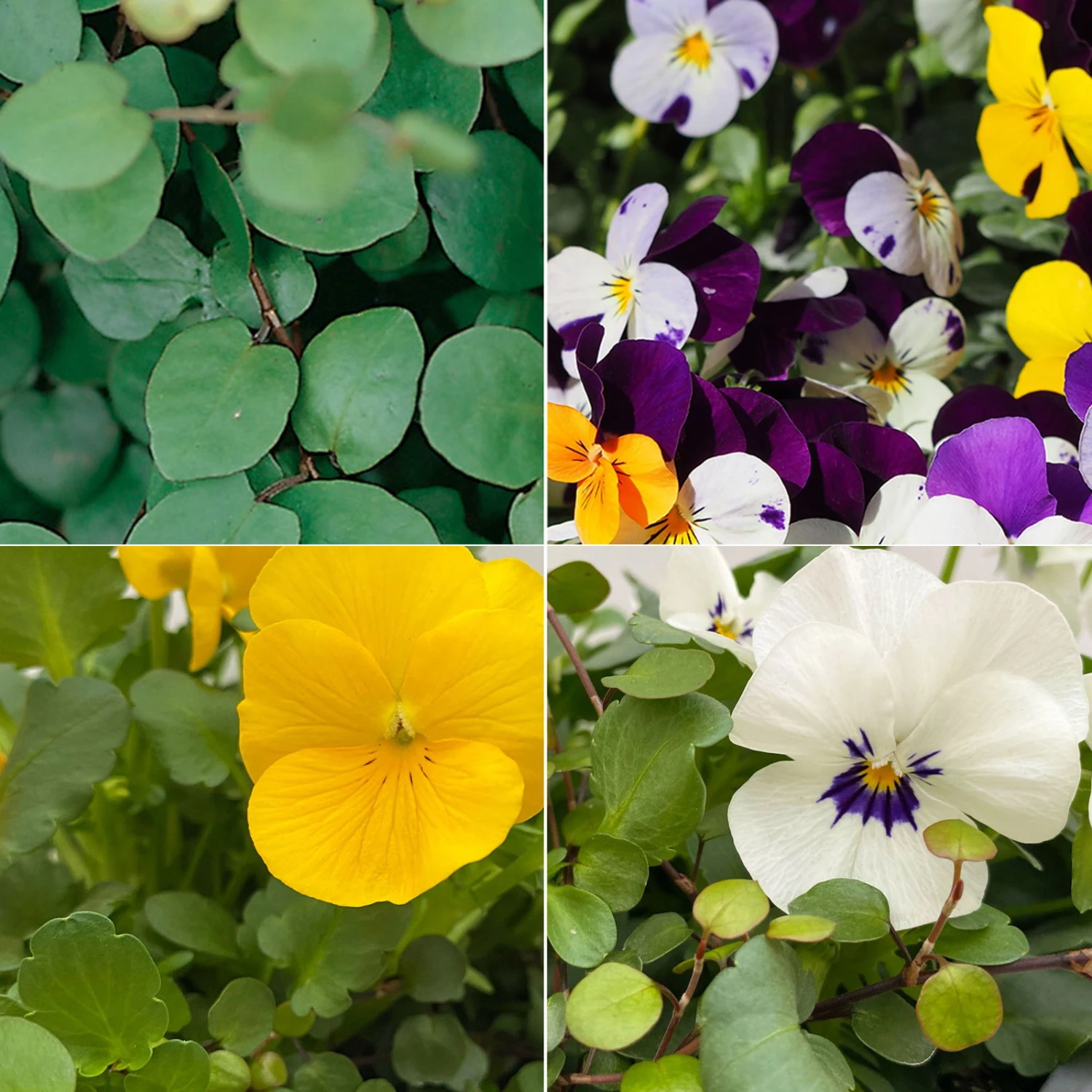 Hornveilchen Mit Mühlenbeckia, Farbe Zufällig, Topf-Ø 13 Cm, 6er-Set 3 Hornveilchen Mit Mühlenbeckia, Farbe Zufällig, Topf-Ø 13 Cm, 6er-Set