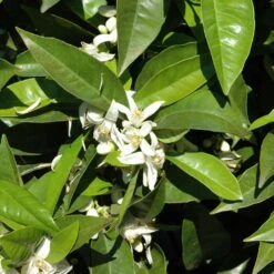 Orangenbaum, Stamm, Topf-Ø Ca. 20 Cm, Höhe Ca. 70 Cm 20 Orangenbaum, Stamm, Topf-Ø Ca. 20 Cm, Höhe Ca. 70 Cm -Madison Verkäufe 0630100030 KB Citrus sinensis Stamm T33 1 88065