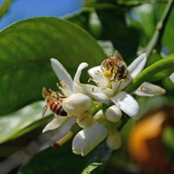 Orangenbaum, Stamm, Topf-Ø Ca. 20 Cm, Höhe Ca. 70 Cm 17 Orangenbaum, Stamm, Topf-Ø Ca. 20 Cm, Höhe Ca. 70 Cm -Madison Verkäufe 0630100030 KB Citrus sinensis Stamm T33 4 87842