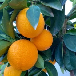 Orangenbaum, Stamm, Topf-Ø Ca. 20 Cm, Höhe Ca. 70 Cm 21 Orangenbaum, Stamm, Topf-Ø Ca. 20 Cm, Höhe Ca. 70 Cm -Madison Verkäufe 0630100030 KB Citrus sinensis Stamm T33 6 104198