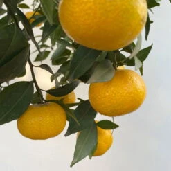 Mandarinenbaum, Stamm, Topf-Ø Ca. 33 Cm, Höhe Ca. 150 Cm -Madison Verkäufe 0630100057 KB Citrus reticulata Stamm T33 12 104203