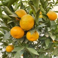 Mandarinenbaum, Stamm, Topf-Ø Ca. 33 Cm, Höhe Ca. 150 Cm -Madison Verkäufe 0630100057 KB Citrus reticulata Stamm T33 19 104202