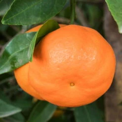 Mandarinenbaum, Stamm, Topf-Ø Ca. 33 Cm, Höhe Ca. 150 Cm -Madison Verkäufe 0630100057 KB Citrus reticulata Stamm T33 1 88067