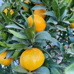 Mandarinenbaum, Stamm, Topf-Ø Ca. 33 Cm, Höhe Ca. 150 Cm -Madison Verkäufe 0630100057 KB Citrus reticulata Stamm T33 21 104201