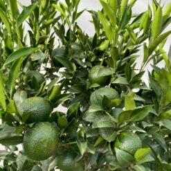 Mandarinenbaum, Stamm, Topf-Ø Ca. 33 Cm, Höhe Ca. 150 Cm -Madison Verkäufe 0630100057 KB Citrus reticulata Stamm T33 4 104204