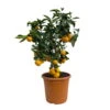 Clementine, Stamm, Topf-Ø Ca. 22 Cm, Höhe Ca. 70 - 80 Cm 2 Clementine, Stamm, Topf-Ø Ca. 22 Cm, Höhe Ca. 70 - 80 Cm -Madison Verkäufe 0630100133 KB Citrus clementina Stamm T22 1 104312