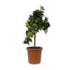 Kumquat, Stamm, Topf-Ø 22 Cm 1 Kumquat, Stamm, Topf-Ø 22 Cm -Madison Verkäufe 0630100261 KB Citrus fort marg Stamm T22 3 104313