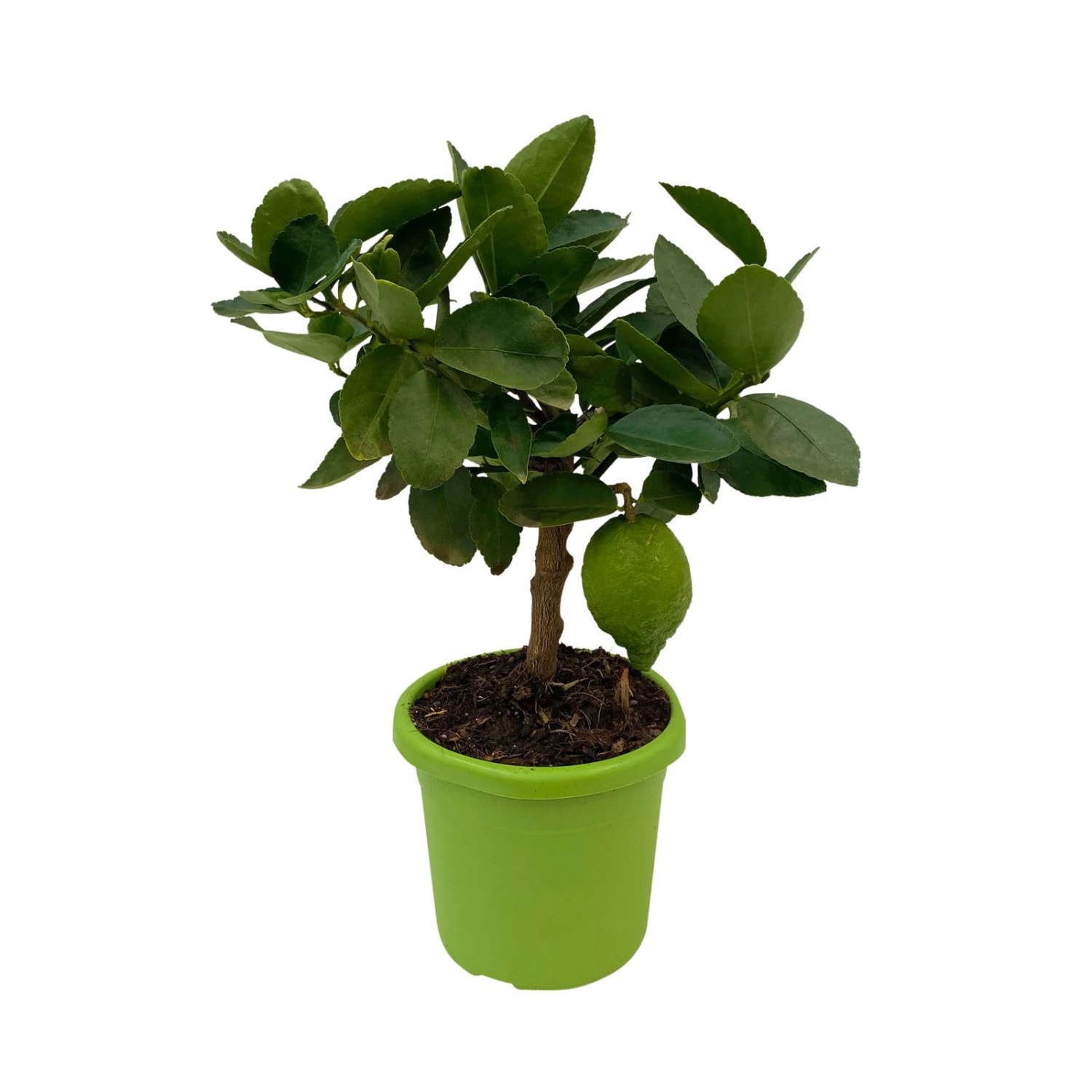 Limette 'Verde', Mini-Stamm, Topf-Ø 15 Cm 3 Limette 'Verde', Mini-Stamm, Topf-Ø 15 Cm