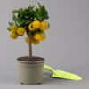 Calamondin, Mini-Stamm, Topf-Ø 15 Cm -Madison Verkäufe 0630100430 K.B.Citrus madurensis Mini Stamm T15 1 125566