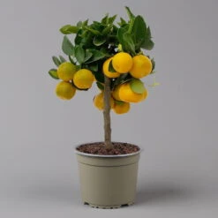 Calamondin, Mini-Stamm, Topf-Ø 15 Cm -Madison Verkäufe 0630100430 K.B.Citrus madurensis Mini Stamm T15 2 125568