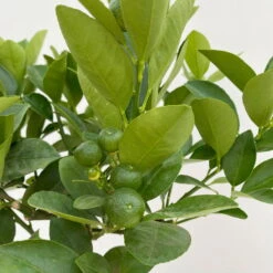 Calamondin, Mini-Stamm, Topf-Ø 15 Cm -Madison Verkäufe 0630100430 KB Citrus madurensis Mini Stamm T15 6 104210