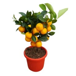 Calamondin, Mini-Stamm, Topf-Ø 15 Cm -Madison Verkäufe 0630100430 KB Citrus madurensis Stamm T15 H40 Calamondin farbiger Topf 3 79067
