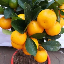 Calamondin, Mini-Stamm, Topf-Ø 15 Cm -Madison Verkäufe 0630100430 KB Citrus madurensis Stamm T15 H40 Calamondin farbiger Topf 5 78894