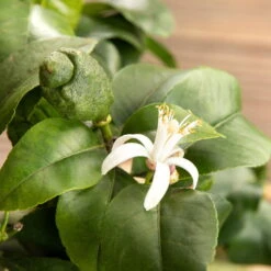 Zitronenbaum, Stamm, Topf-Ø 55 Cm, Höhe Ca. 180 Cm -Madison Verkäufe 0630100481 Citrus limon Bluete GS624989 Citrus limon 77068 2