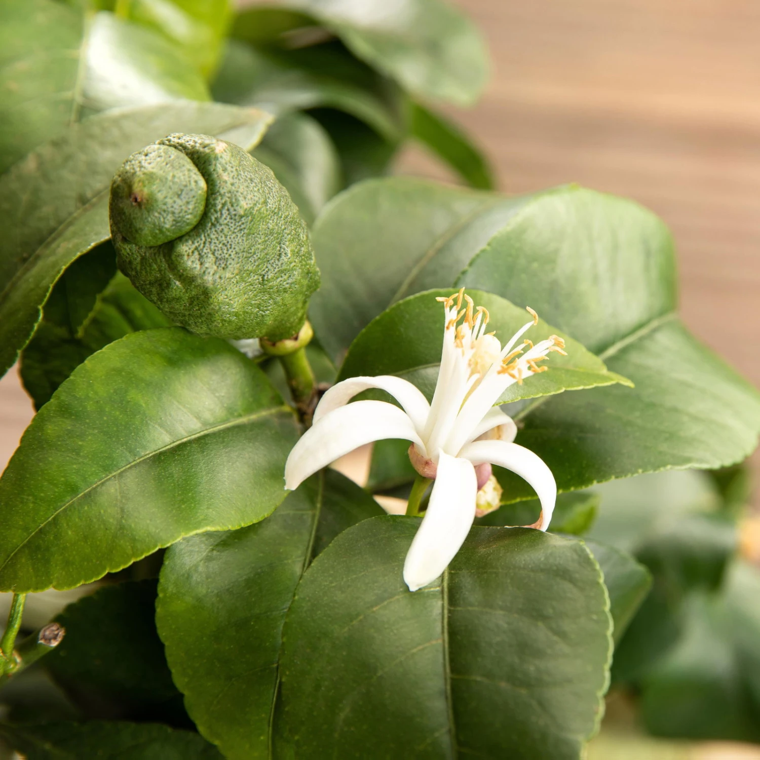 Zitronenbaum, Stamm, Topf-Ø 24 Cm, Höhe Ca. 140 Cm 7 Zitronenbaum, Stamm, Topf-Ø 24 Cm, Höhe Ca. 140 Cm – Bild 5