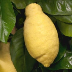 Zitronenbaum, Stamm, Topf-Ø 22 Cm, Höhe Ca. 70 Cm -Madison Verkäufe 0630100481 Citrus limon Frucht am Zweig GS426522 Citrus limon 77067