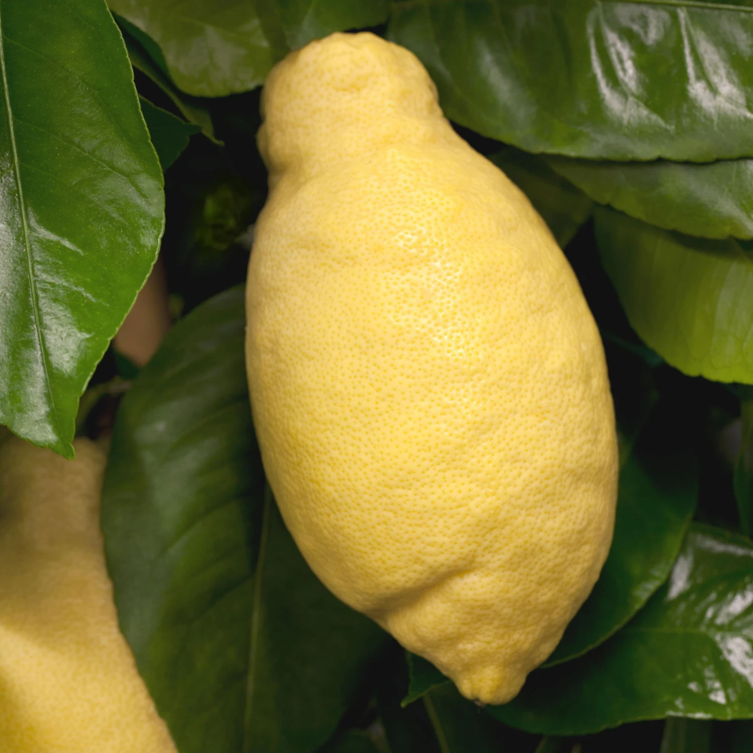 Zitronenbaum, Stamm, Topf-Ø 24 Cm, Höhe Ca. 140 Cm 6 Zitronenbaum, Stamm, Topf-Ø 24 Cm, Höhe Ca. 140 Cm – Bild 4