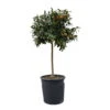 Kumquatbaum, Stamm, Topf-Ø 33 Cm, Höhe Ca. 160 Cm -Madison Verkäufe 0630100530 KB Citrus fort marg Stamm T33 Kumquat 1 91056