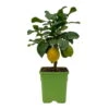 Meyers Zitrone, Mini-Stamm,Topf-Ø 15 Cm, Höhe Ca. 40 Cm -Madison Verkäufe 0630100557 0630100607 0630100666 Citrus Limon T15 1 107117