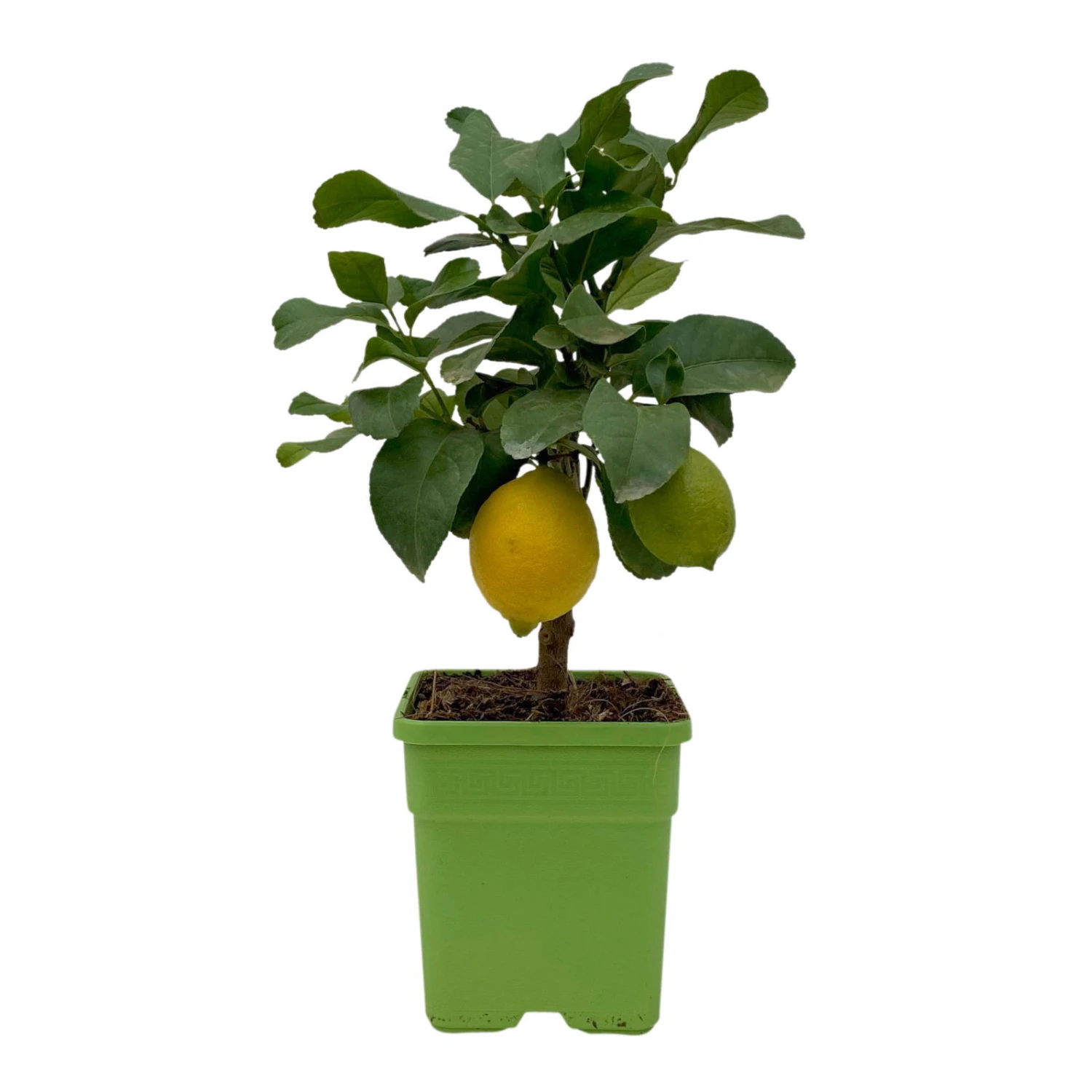 Meyers Zitrone, Mini-Stamm,Topf-Ø 15 Cm, Höhe Ca. 40 Cm 3 Meyers Zitrone, Mini-Stamm,Topf-Ø 15 Cm, Höhe Ca. 40 Cm