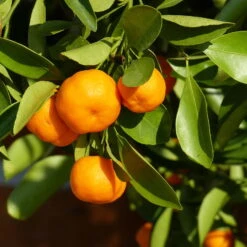 Clementine, Stamm, Topf-Ø Ca. 22 Cm, Höhe Ca. 70 - 80 Cm -Madison Verkäufe 0630100698 KB Citrus clementina Stamm T33 1 87844