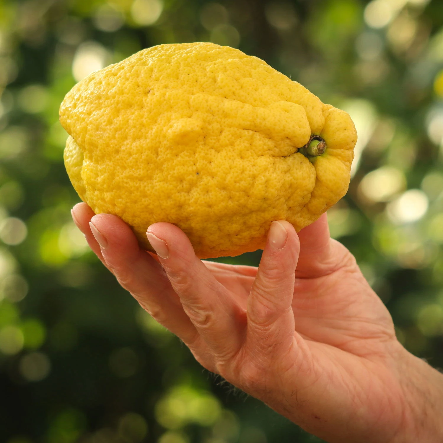 Zitronatzitrone 'Maxima', Stamm, Topf-Ø 33 Cm, Höhe 150 Cm 4 Zitronatzitrone 'Maxima', Stamm, Topf-Ø 33 Cm, Höhe 150 Cm – Bild 2