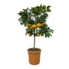 Grapefruitbaum, Stamm, Topf-Ø Ca. 33 Cm, Höhe Ca. 150 Cm 1 Grapefruitbaum, Stamm, Topf-Ø Ca. 33 Cm, Höhe Ca. 150 Cm -Madison Verkäufe 0630100702 KB Citrus Paradisi Stamm T33 10 104320