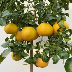 Grapefruitbaum, Stamm, Topf-Ø Ca. 33 Cm, Höhe Ca. 150 Cm -Madison Verkäufe 0630100702 KB Citrus Paradisi Stamm T33 15 104217 1