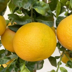 Grapefruitbaum, Stamm, Topf-Ø Ca. 33 Cm, Höhe Ca. 150 Cm -Madison Verkäufe 0630100702 KB Citrus Paradisi Stamm T33 18 104218 1