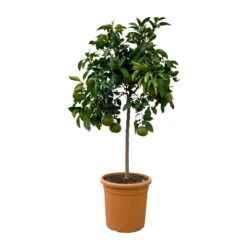 Grapefruitbaum, Stamm, Topf-Ø Ca. 33 Cm, Höhe Ca. 150 Cm -Madison Verkäufe 0630100702 KB Citrus Paradisi Stamm T33 2 104321