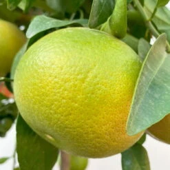 Grapefruitbaum, Stamm, Topf-Ø Ca. 33 Cm, Höhe Ca. 150 Cm -Madison Verkäufe 0630100702 KB Citrus Paradisi Stamm T33 6 104221 1