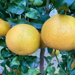 Grapefruitbaum, Stamm, Topf-Ø Ca. 33 Cm, Höhe Ca. 150 Cm -Madison Verkäufe 0630100702 KB Citrus Paradisi Stamm T33 9 104219 1