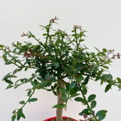 Fingerlimette, Topf-Ø 15 Cm, Höhe Ca. 40 Cm -Madison Verkäufe 0630100709 Microcitrus australasica Stamm Fingerlimette 4 109821