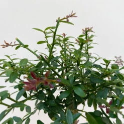 Fingerlimette, Topf-Ø 15 Cm, Höhe Ca. 40 Cm -Madison Verkäufe 0630100709 Microcitrus australasica Stamm Fingerlimette 5 109822