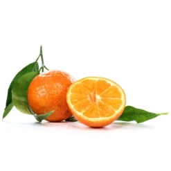 Clementine, Stamm, Topf-Ø Ca. 22 Cm, Höhe Ca. 70 - 80 Cm -Madison Verkäufe 0630100712 0630100713 KB Citrus clementina Stamm WS 98317