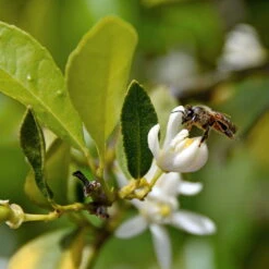Limette 'Verde', Mini-Stamm, Topf-Ø 15 Cm 11 Limette 'Verde', Mini-Stamm, Topf-Ø 15 Cm -Madison Verkäufe 0630100730 KB Citrus latifolia Mini Stamm T15 Lima verde WS 2 98112
