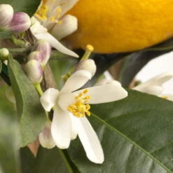 Meyers Zitrone, Mini-Stamm,Topf-Ø 15 Cm, Höhe Ca. 40 Cm 11 Meyers Zitrone, Mini-Stamm,Topf-Ø 15 Cm, Höhe Ca. 40 Cm -Madison Verkäufe 0630100733 KB Citrus limon Stamm T15 H40 Meyeri farbiger Topf WS 2 98121