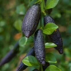 Fingerlimette, Topf-Ø 15 Cm, Höhe Ca. 40 Cm -Madison Verkäufe 0630100735 Citrus australasica Stamm T20 H60 70 WS 1 98314