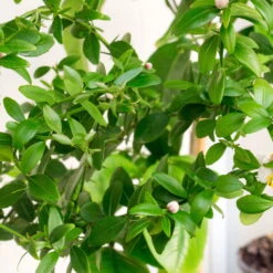 Fingerlimette, Topf-Ø 15 Cm, Höhe Ca. 40 Cm -Madison Verkäufe 0630100735 Citrus australasica Stamm T20 H60 70 WS 3 98313