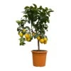 Zitronenbaum, Kurz-Stamm, Topf-Ø 26 Cm -Madison Verkäufe 0630100769 0630100775 Citrus limon Busch T26 3 110955