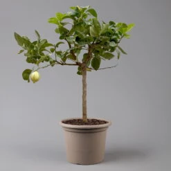 Zitronenbaum 'Variegata', Stamm, Topf-Ø 20 Cm, Höhe Ca. 60 Cm -Madison Verkäufe 0630100776 K.B.Citrus limon VariegataStamm T20 3162Giambo Bunte Zitrone H60 2 125575